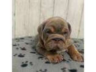 Bulldog Puppy for sale in Hawthorne, CA, USA