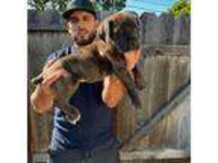 Cane Corso Puppy for sale in San Lorenzo, CA, USA