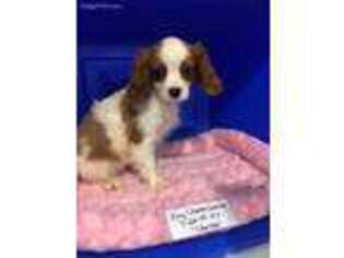 Cavalier King Charles Spaniel Puppy for sale in Clayton, IL, USA
