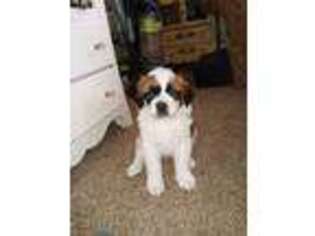 Saint Bernard Puppy for sale in Alliance, OH, USA