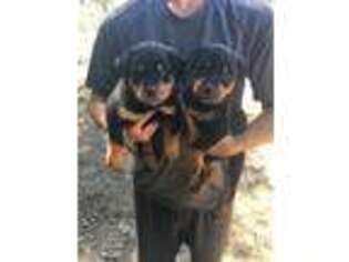 Rottweiler Puppy for sale in Fallbrook, CA, USA