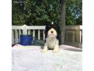 Cavalier King Charles Spaniel Puppy for sale in Nashville, TN, USA