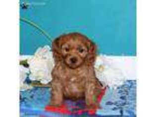 Cavapoo Puppy for sale in Lititz, PA, USA