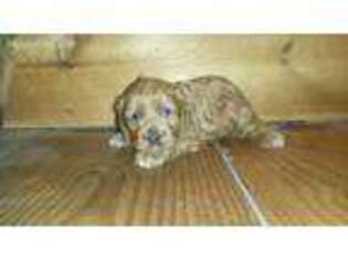 Cavapoo Puppy for sale in La Vernia, TX, USA