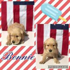 Goldendoodle Puppy for sale in Pennsboro, WV, USA
