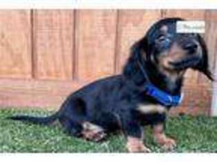 Dachshund Puppy for sale in Lawton, OK, USA