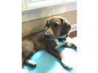 Beagle Puppy for sale in Hillsborough, NC, USA