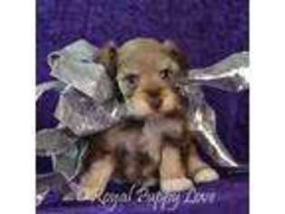 Mutt Puppy for sale in Shawnee, OK, USA