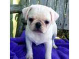 Pug Puppy for sale in Ocala, FL, USA