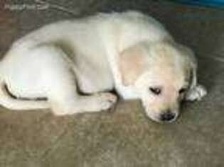 Labrador Retriever Puppy for sale in Albuquerque, NM, USA