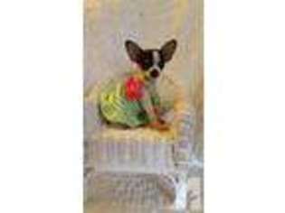 Chihuahua Puppy for sale in PHILADELPHIA, PA, USA