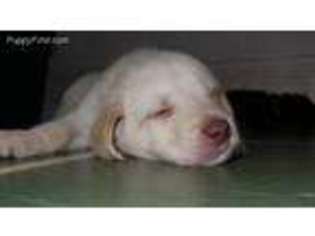 Labradoodle Puppy for sale in Ozark, AL, USA