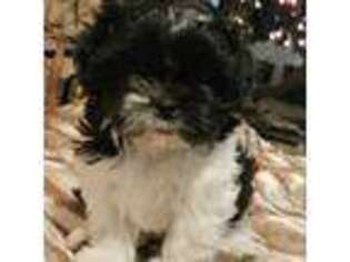 Mutt Puppy for sale in Tempe, AZ, USA