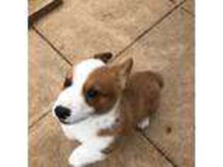 Pembroke Welsh Corgi Puppy for sale in Fredericksburg, TX, USA