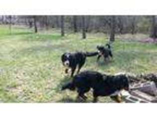Bernese Mountain Dog Puppy for sale in Coatesville, IN, USA