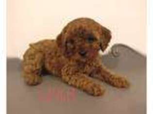 Cavapoo Puppy for sale in Lebanon, PA, USA
