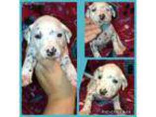 Dalmatian Puppy for sale in Sonora, TX, USA