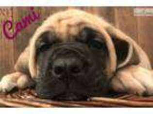 Mastiff Puppy for sale in Joplin, MO, USA