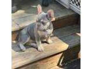 French Bulldog Puppy for sale in North Chili, NY, USA