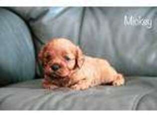Cavapoo Puppy for sale in Marshallville, OH, USA