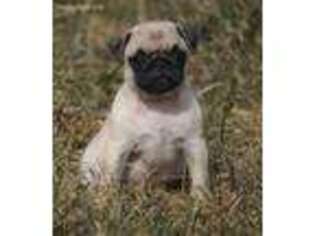 Pug Puppy for sale in Howard City, MI, USA