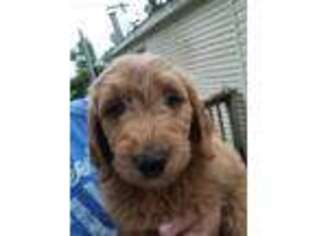 Goldendoodle Puppy for sale in Pinewood, SC, USA