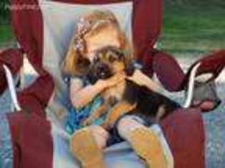 Bloodhound Puppy for sale in Kearneysville, WV, USA