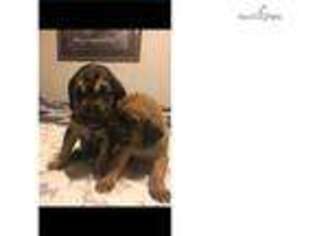 Bloodhound Puppy for sale in Charlotte, NC, USA