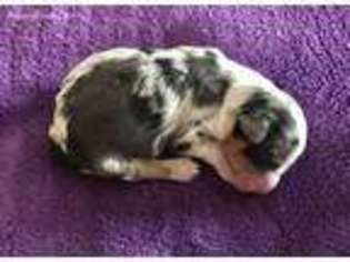 Miniature Australian Shepherd Puppy for sale in Cypress, TX, USA