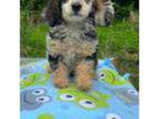 Mutt Puppy for sale in Pomeroy, OH, USA