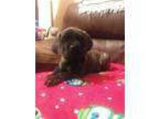 Mastiff Puppy for sale in Zanesville, OH, USA