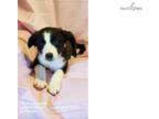 Border Collie Puppy for sale in Fort Wayne, IN, USA