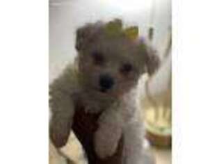 Mutt Puppy for sale in Suffern, NY, USA