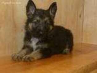 German Shepherd Dog Puppy for sale in Travelers Rest, SC, USA