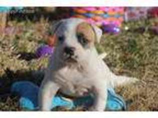 American Bulldog Puppy for sale in Windsor, PA, USA