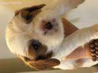 Cavalier King Charles Spaniel Puppy for sale in Tustin, CA, USA