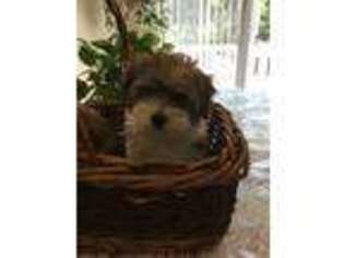 Havanese Puppy for sale in Milton, DE, USA