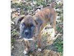 Boxer Puppy for sale in Higginsville, MO, USA