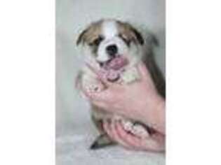 Pembroke Welsh Corgi Puppy for sale in Spring, TX, USA