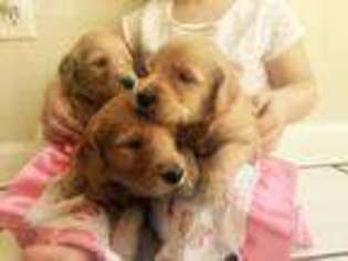 Goldendoodle Puppy for sale in Athens, GA, USA