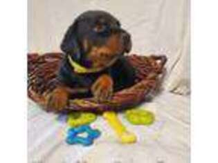 Rottweiler Puppy for sale in High Point, NC, USA