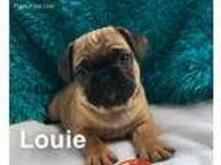 Frenchie Pug Puppy for sale in Big Prairie, OH, USA