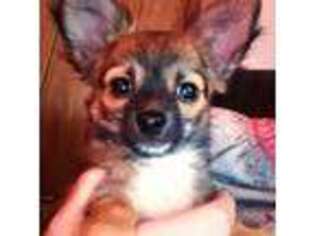 Chihuahua Puppy for sale in Spencer, OK, USA