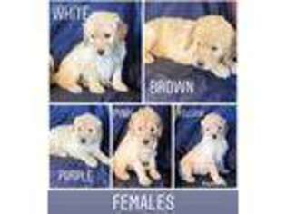 Goldendoodle Puppy for sale in Kingsville, MO, USA