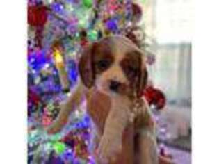 Cavalier King Charles Spaniel Puppy for sale in Grand Junction, CO, USA