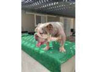 Bulldog Puppy for sale in Arcadia, CA, USA