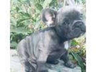 French Bulldog Puppy for sale in Rockville, MD, USA