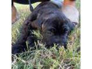 Cane Corso Puppy for sale in Memphis, TN, USA
