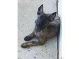 Dutch Shepherd Dog Puppy for sale in Littleton, CO, USA