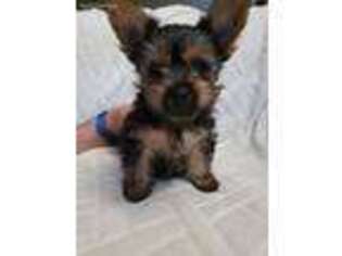 Yorkshire Terrier Puppy for sale in Taylor, MI, USA